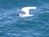 Croisiere Ponant - somptueux paysages (3)